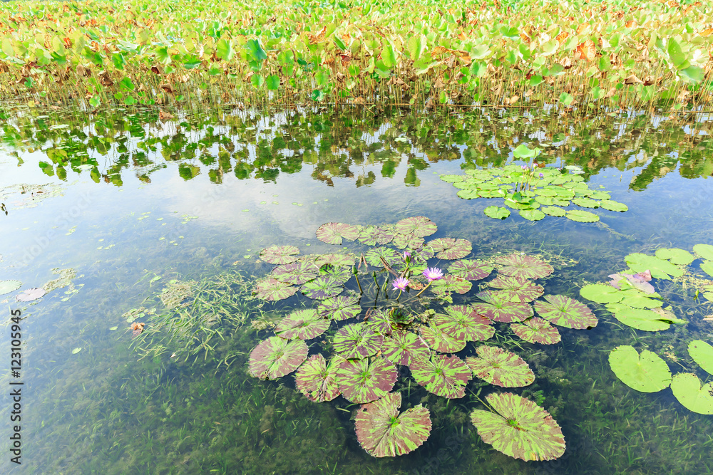 池塘里生长的绿色水生植物睡莲叶子