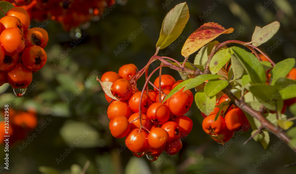 Rowan tree, Close-up of bright rowan berries on a tree