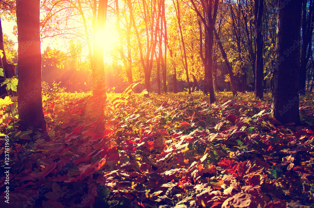  autumn trees on sun