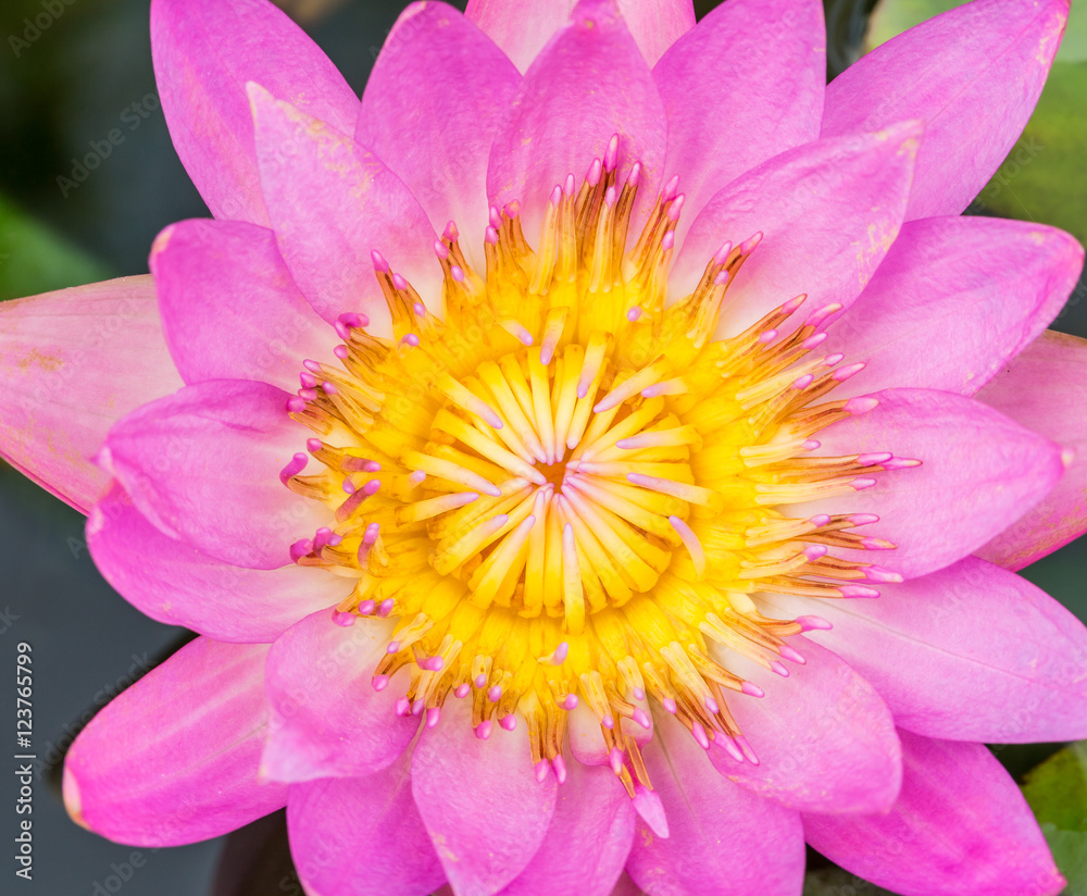 beautiful pink Water lily grows in the pond