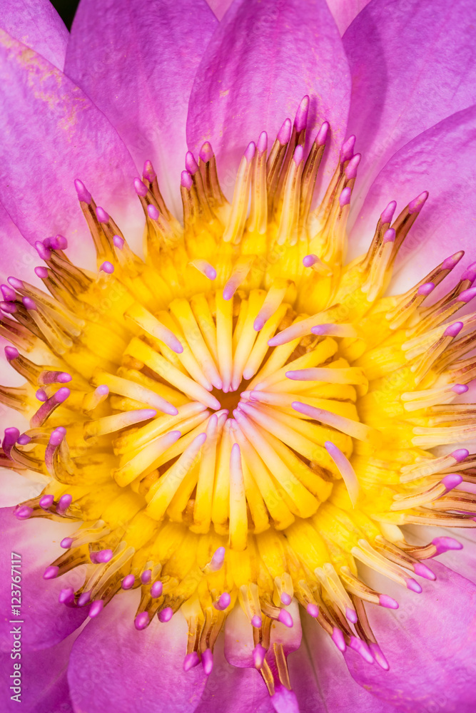 beautiful pink Water lily grows in the pond