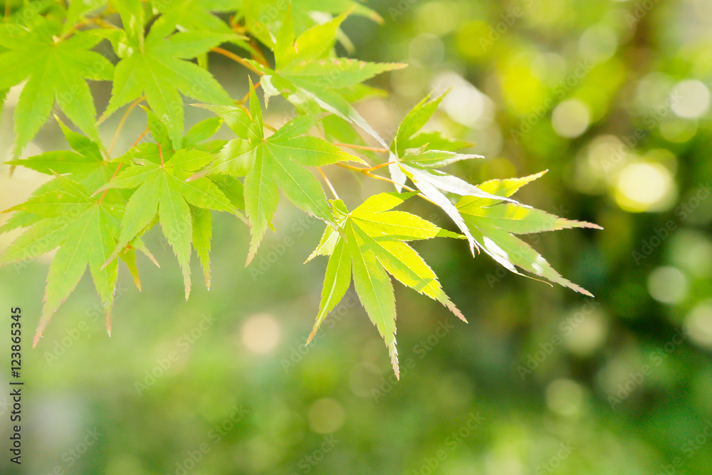 かえで