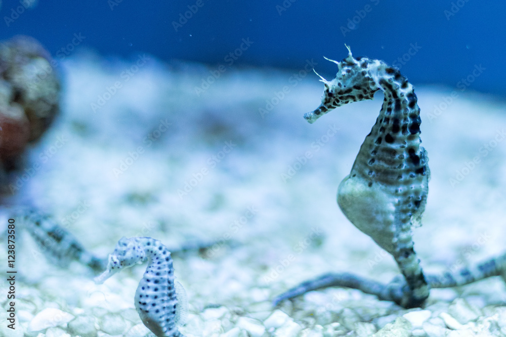 sea horse in the blue