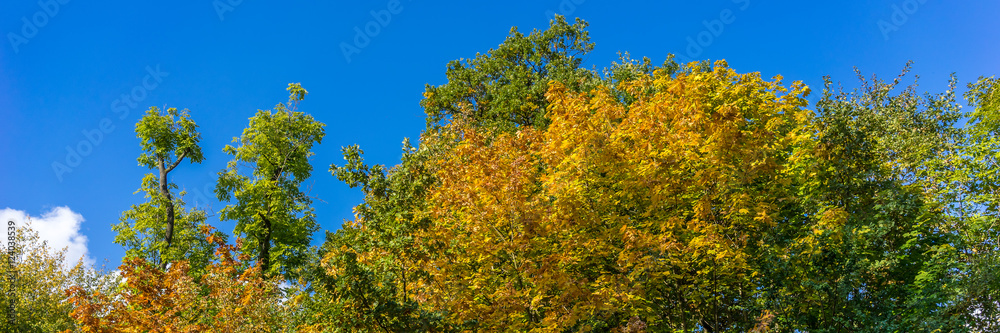 Herbst im Wald mit farbenfrohem Laub

