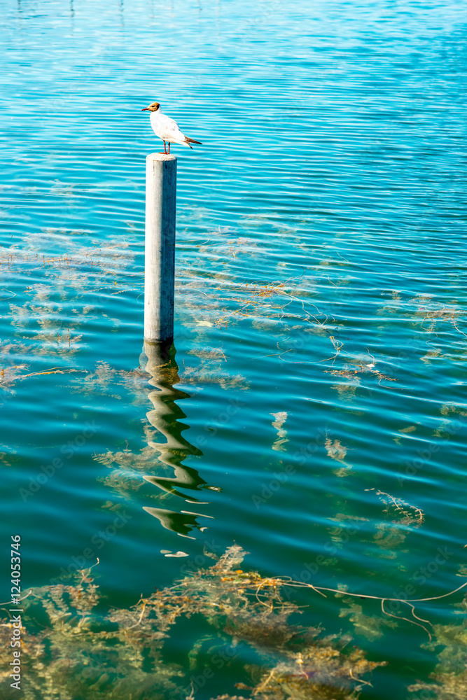 Beautiful seascape with bird on the wooden stick