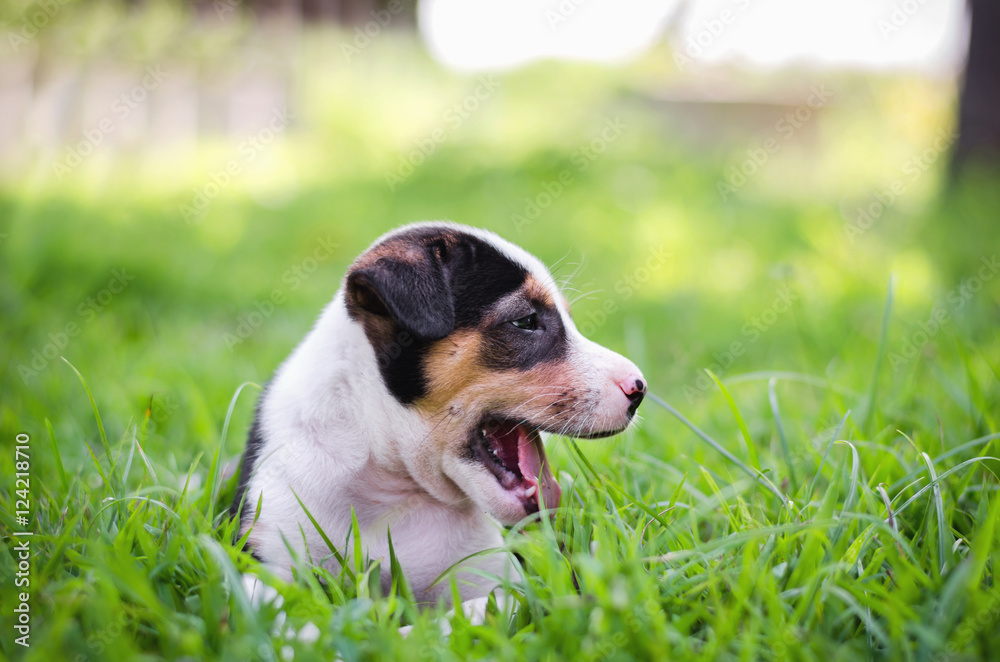 可爱的小猎犬小狗在草地和阳光下快乐