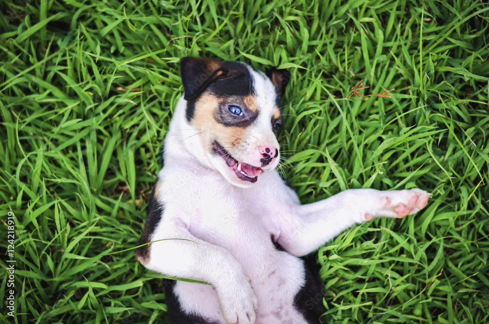 坐着的小猎犬小狗在公园里玩耍