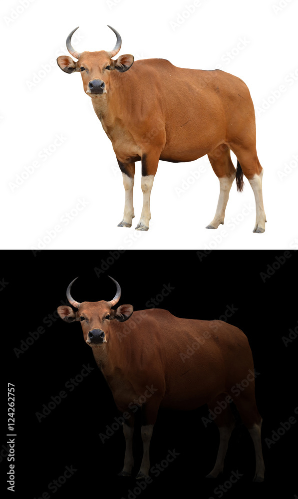 banteng in the dark and white background