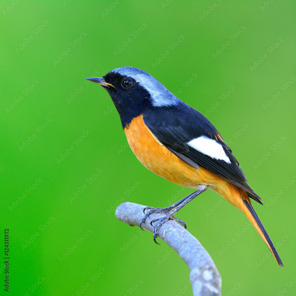 Daurian Redstart（Auroreus Phoenicurus）美丽的黑色和橙色