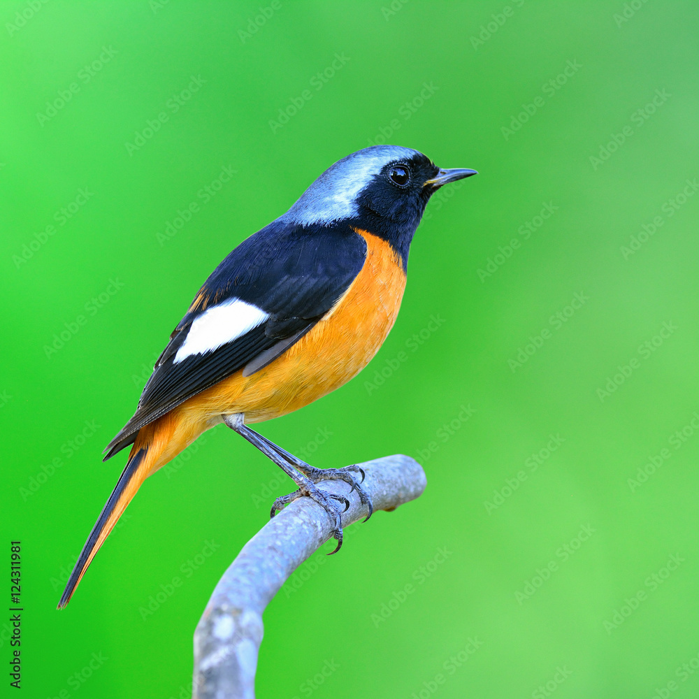 Daurian Redstart（Auroreus Phoenicurus）美丽的橙色小鸟wi