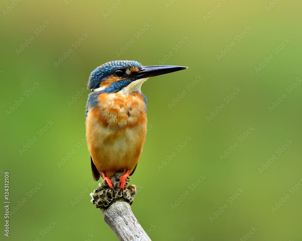 普通翠鸟雄性（Alcedo atthis）欧亚或河王