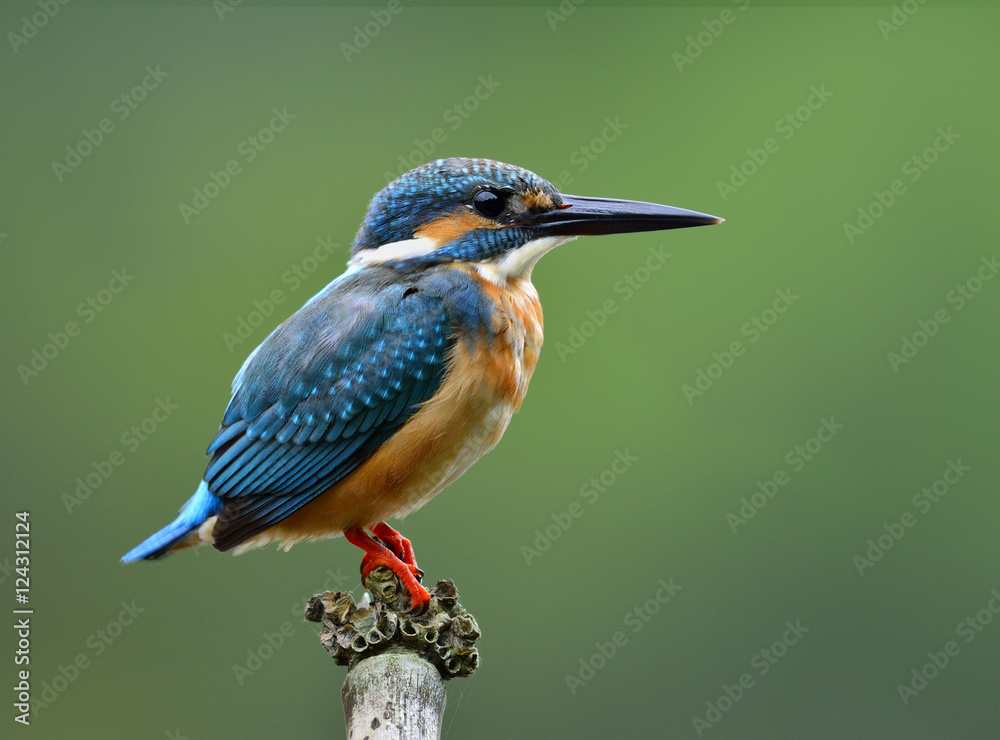 普通翠鸟雄性（Alcedo atthis）欧亚或河王