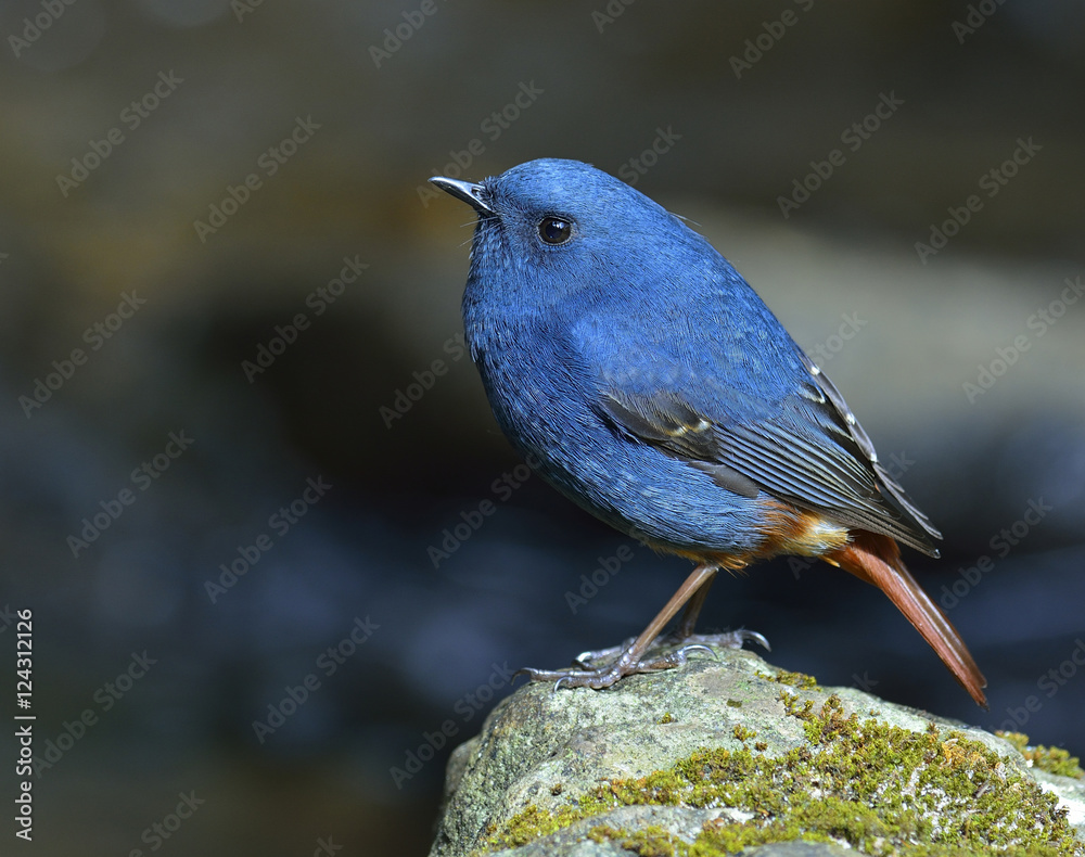 羽水红鲷（Phoenicurus fuliginosus）chubb雄性