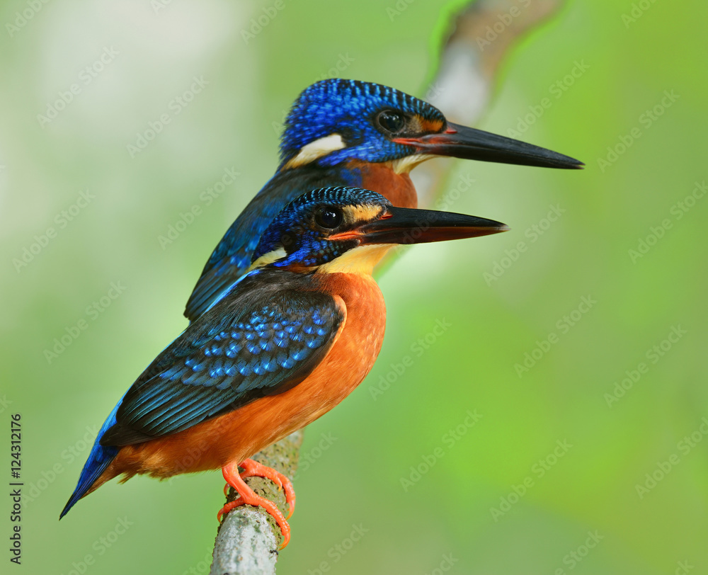 一对蓝耳翠鸟（Alcedo menining）一只美丽的蓝鸟