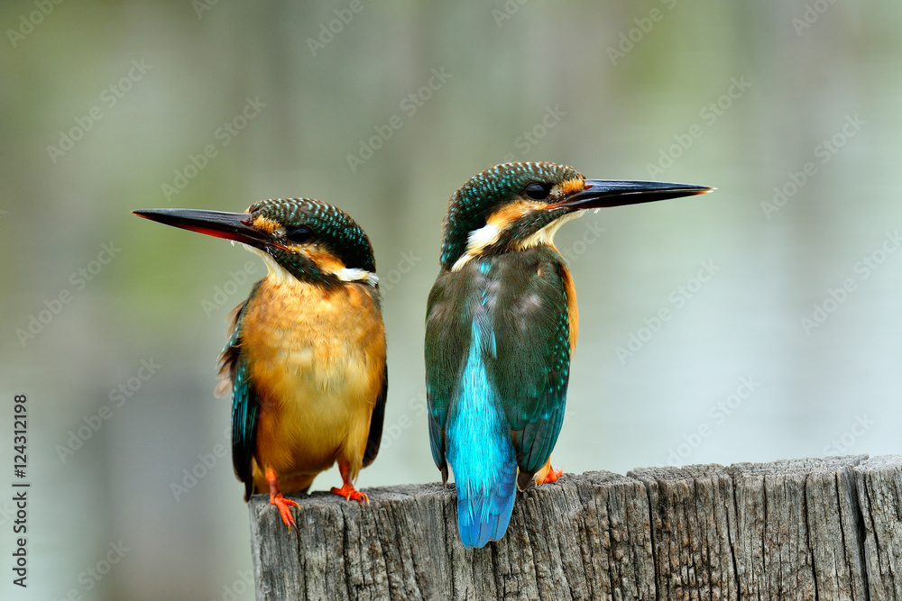 一对普通翠鸟（Alcedo atthis）美丽的小bl