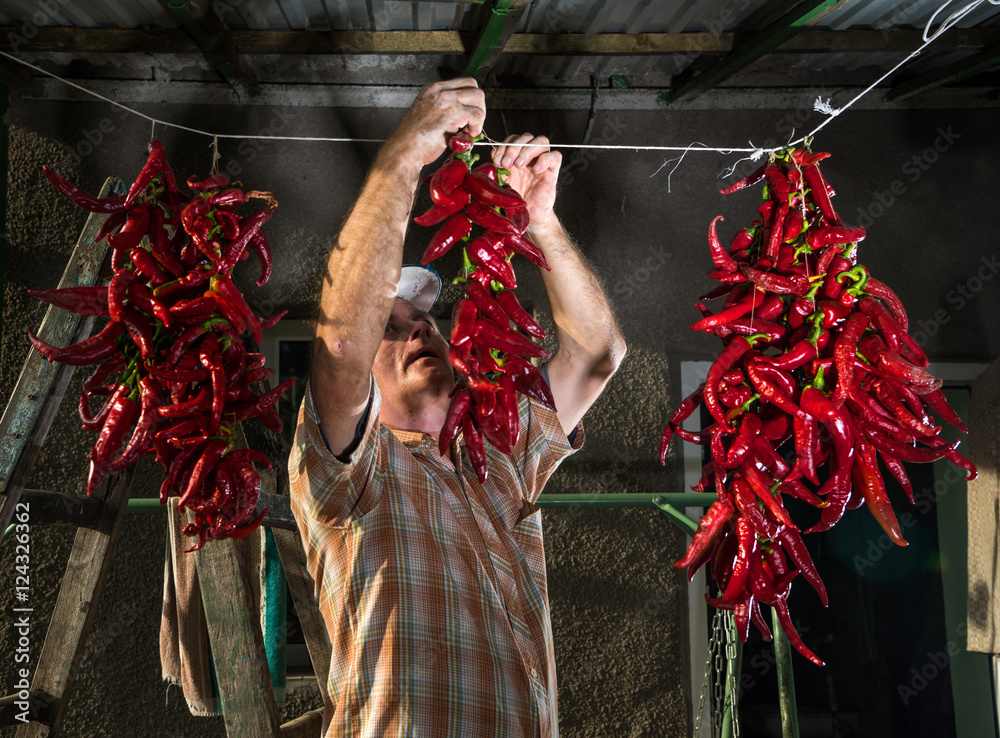 Senior farmer hanging red pepper