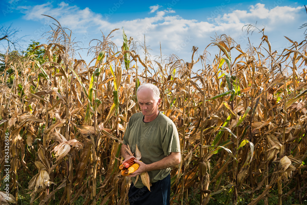 Senior farmer holding corn cobs in hands