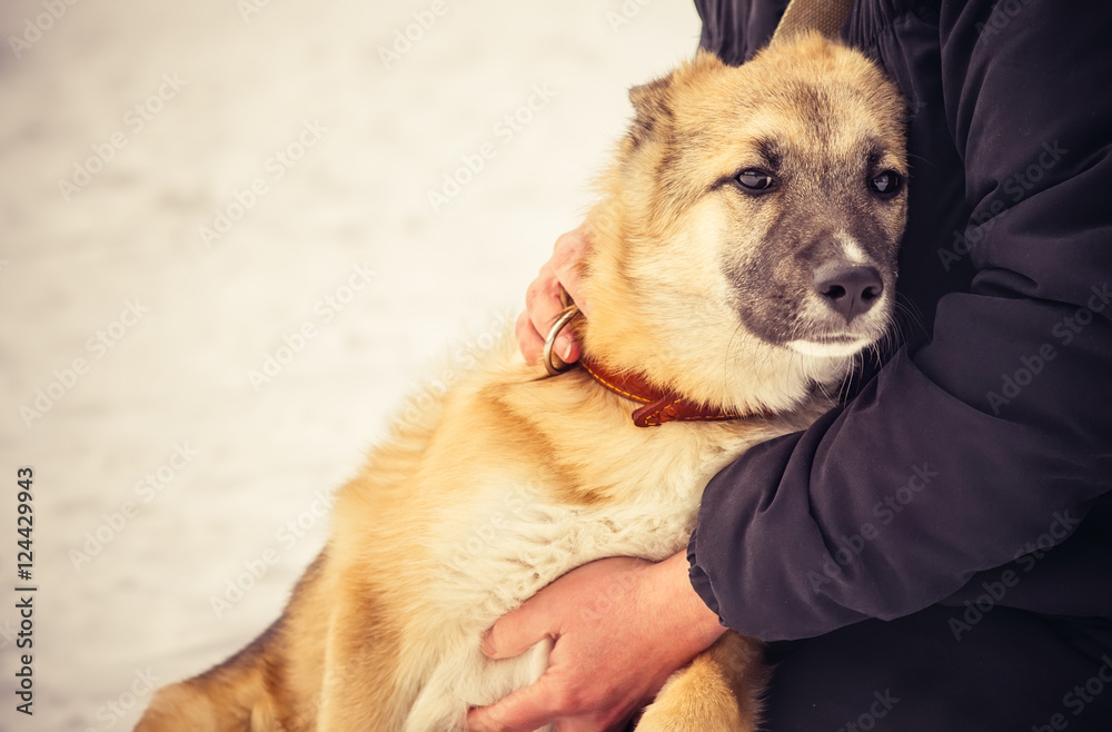 牧羊犬、小狗和拥抱女人的户外生活方式和友谊概念