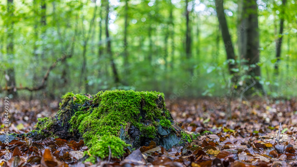 Mit Moos bewachsener Baumstumpf in einem wunderschönen herbstlichen Wald