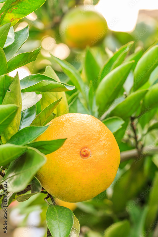 Fresh oranges grow on the tree,in fruit plantations