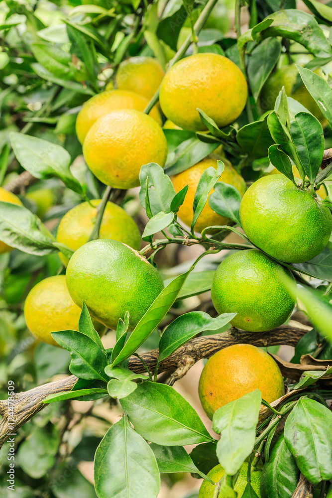 Fresh oranges grow on the tree,in fruit plantations