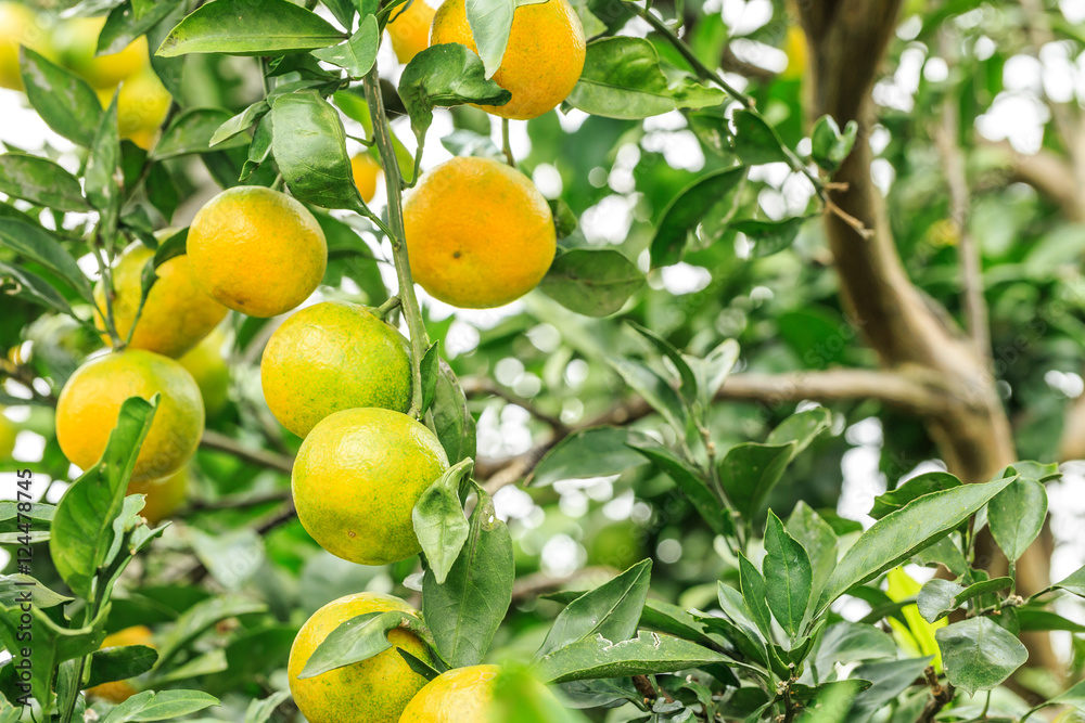 Fresh oranges grow on the tree,in fruit plantations