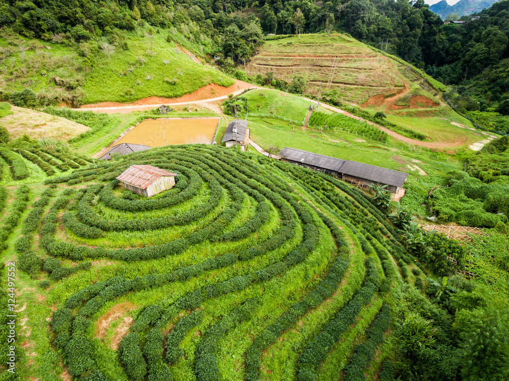 高原茶园梯田