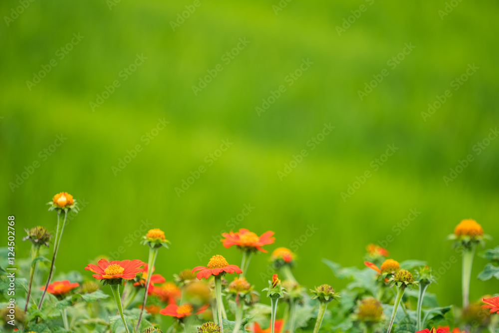 绿色背景下花朵的软焦图像