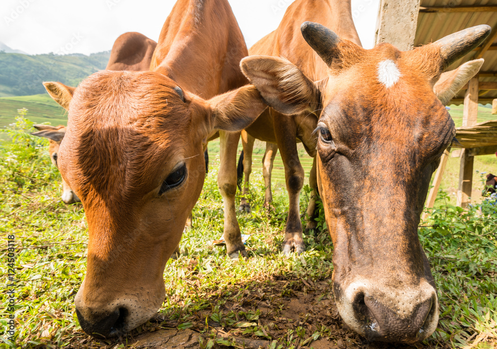 Cow close-up view