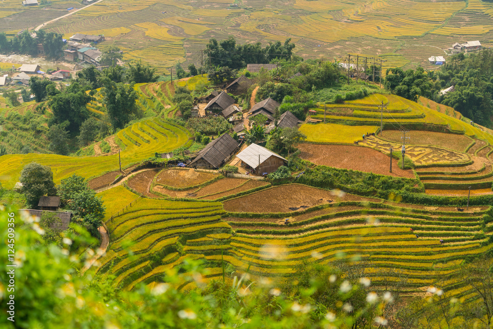 Terraced rice field in Mu Cang Chai, Vietnam