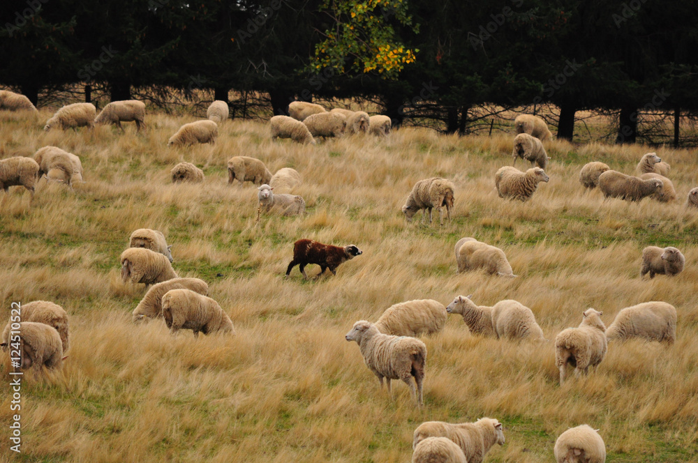 Sheep farm in New Zealand