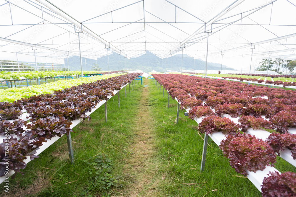 水培蔬菜农场的红橡叶生菜