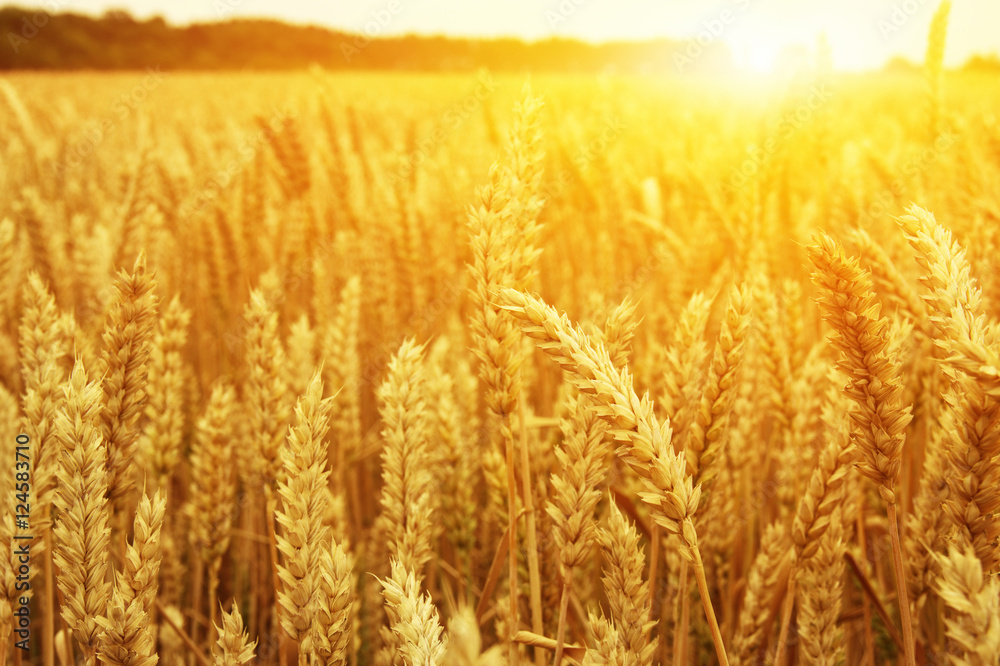 Wheat field and sun