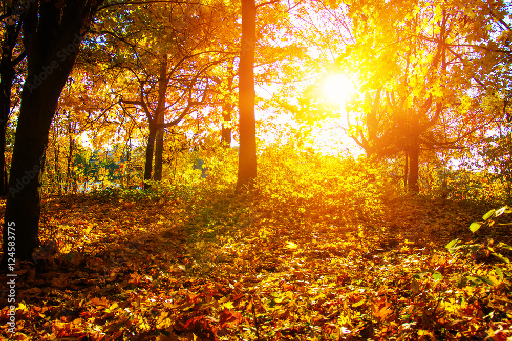  autumn trees on sun