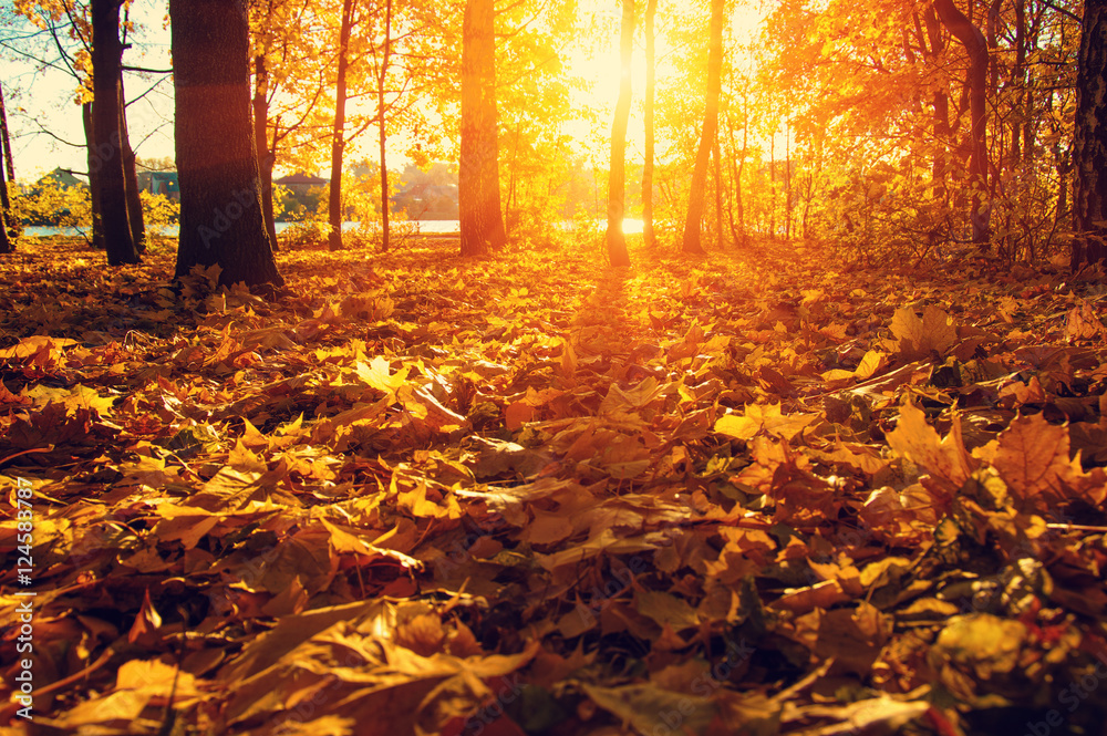  autumn trees on sun