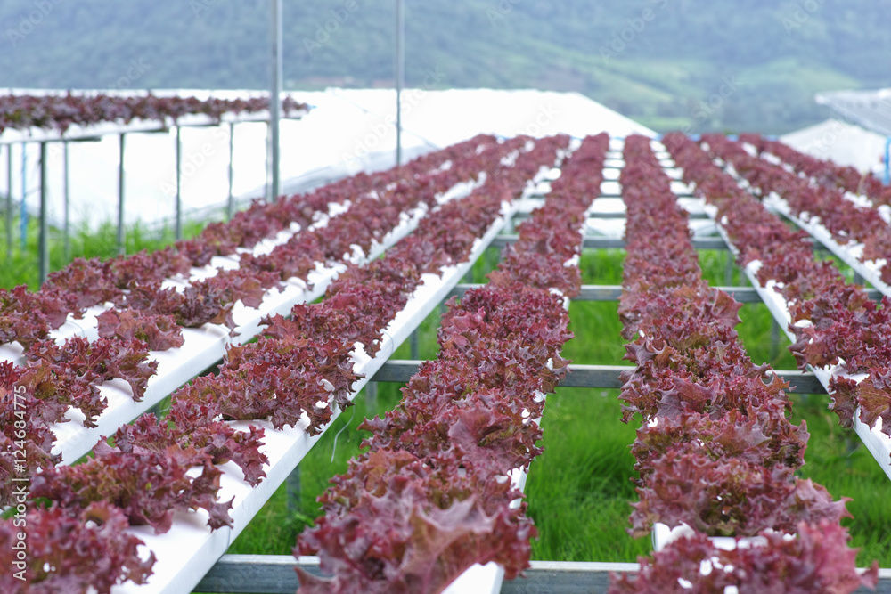 水培蔬菜农场的红橡叶生菜