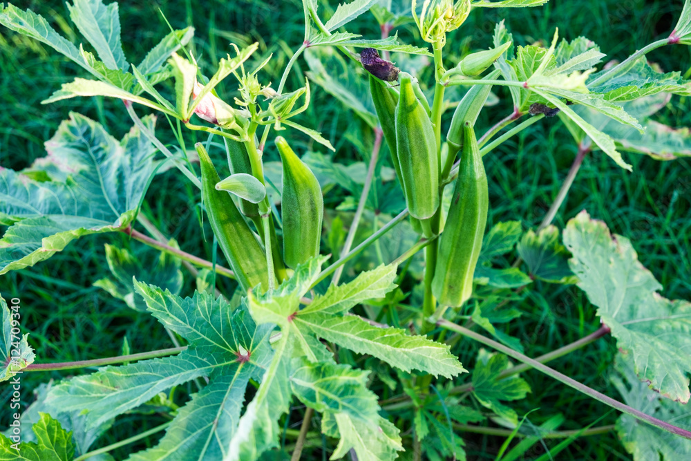 Okra, Lady’s Finger, Gombo, Gumbo, Bendee, green herb on stalk