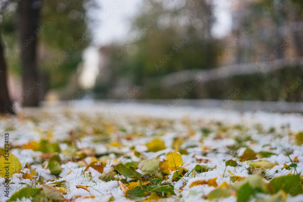 第一场雪上的秋天落叶