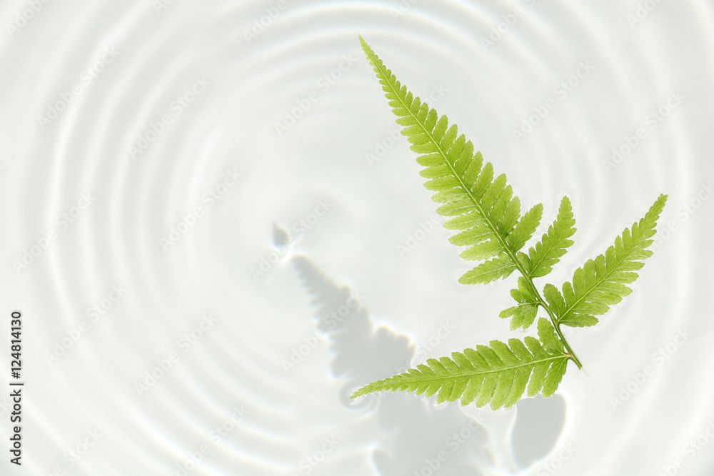 fern leaf and water ripple background #2