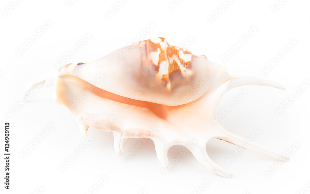 Seashell isolated on white background. Top view.