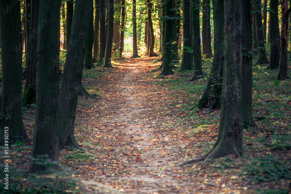 beautiful green forest