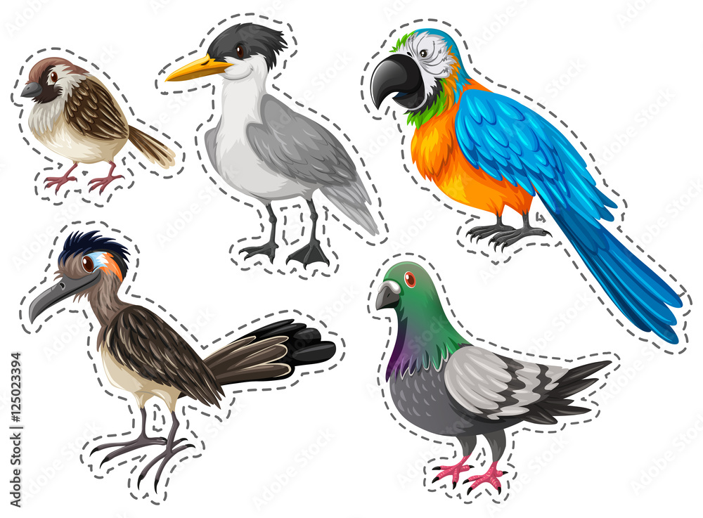 Different types of wild birds