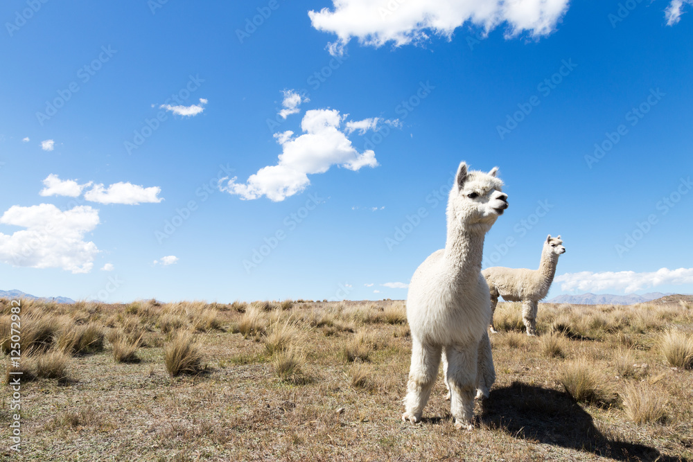 pasture with animal in new zealand farm in blue sky