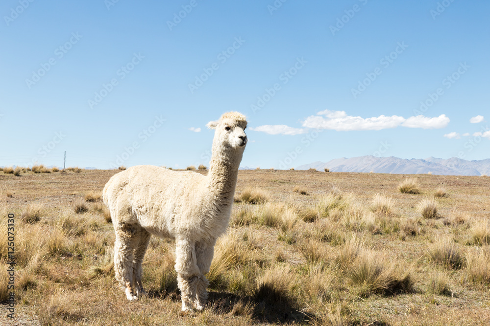 pasture with animal in new zealand farm in blue sky