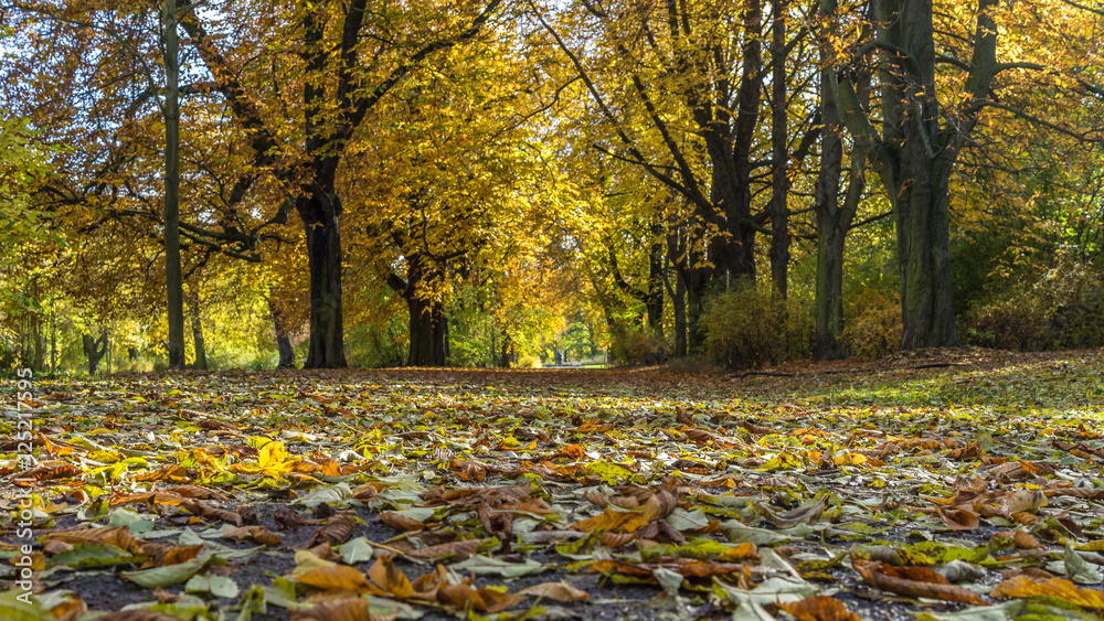 Herbst in einem Park bei strahlendem Sonnenschein