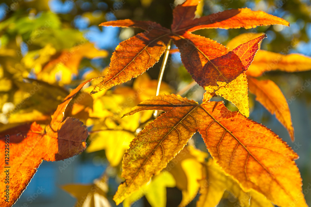 colorful maple leaves, natural autumn background, color processe