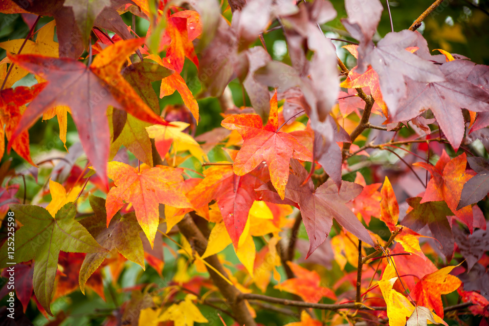 colorful maple leaves, natural autumn background, color processe