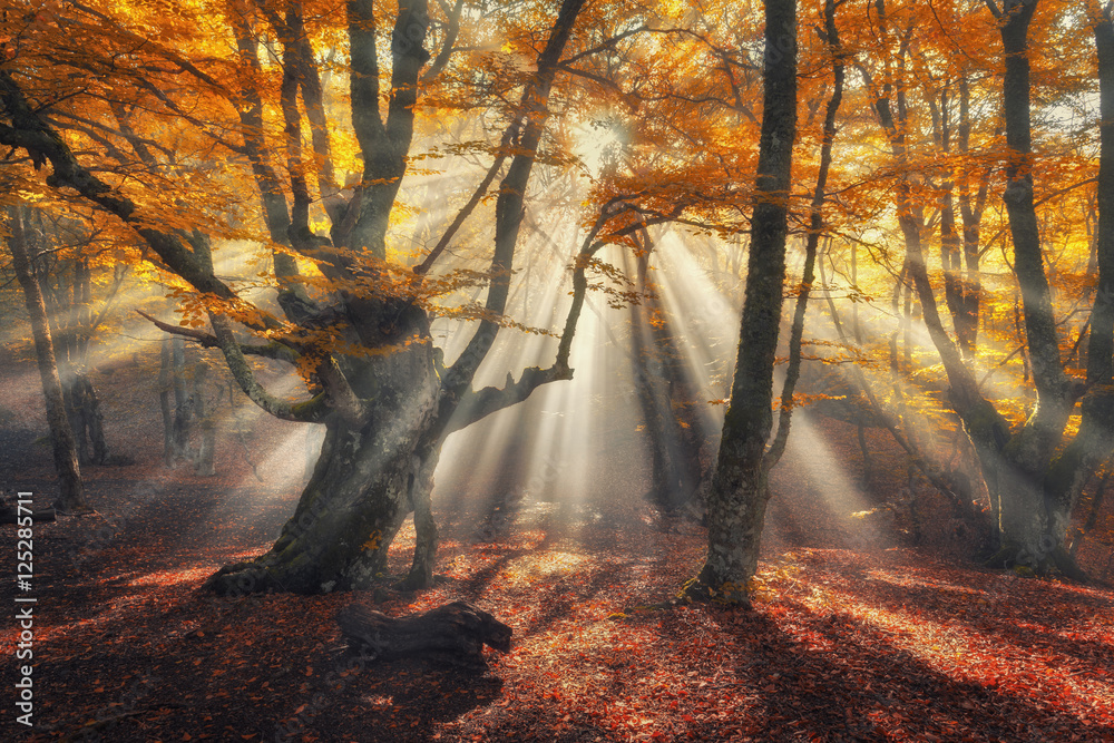 Autumn forest in fog with sun rays. Magical old trees at sunrise. Colorful landscape with foggy fore