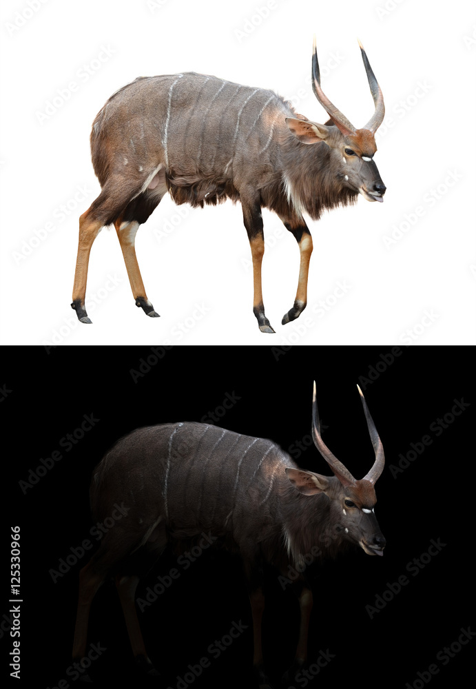 male nyala on dark and white background