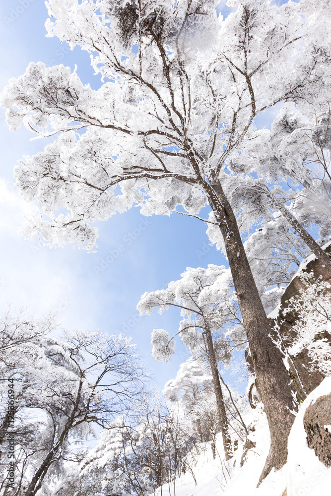 黄山雪景